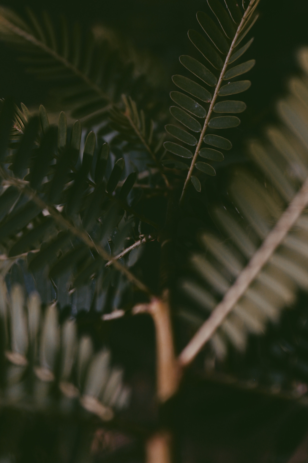 Green Plant