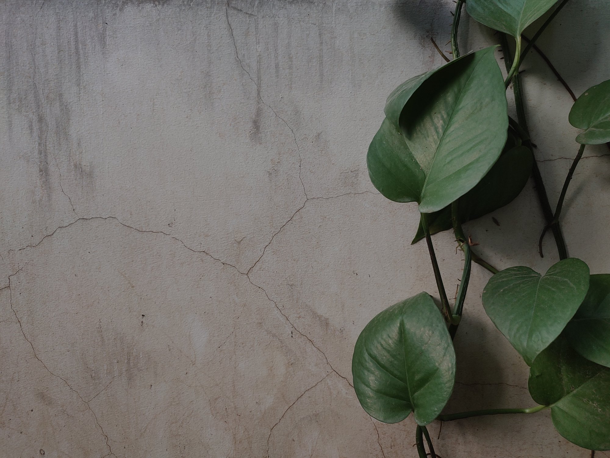 Leaves on Wall