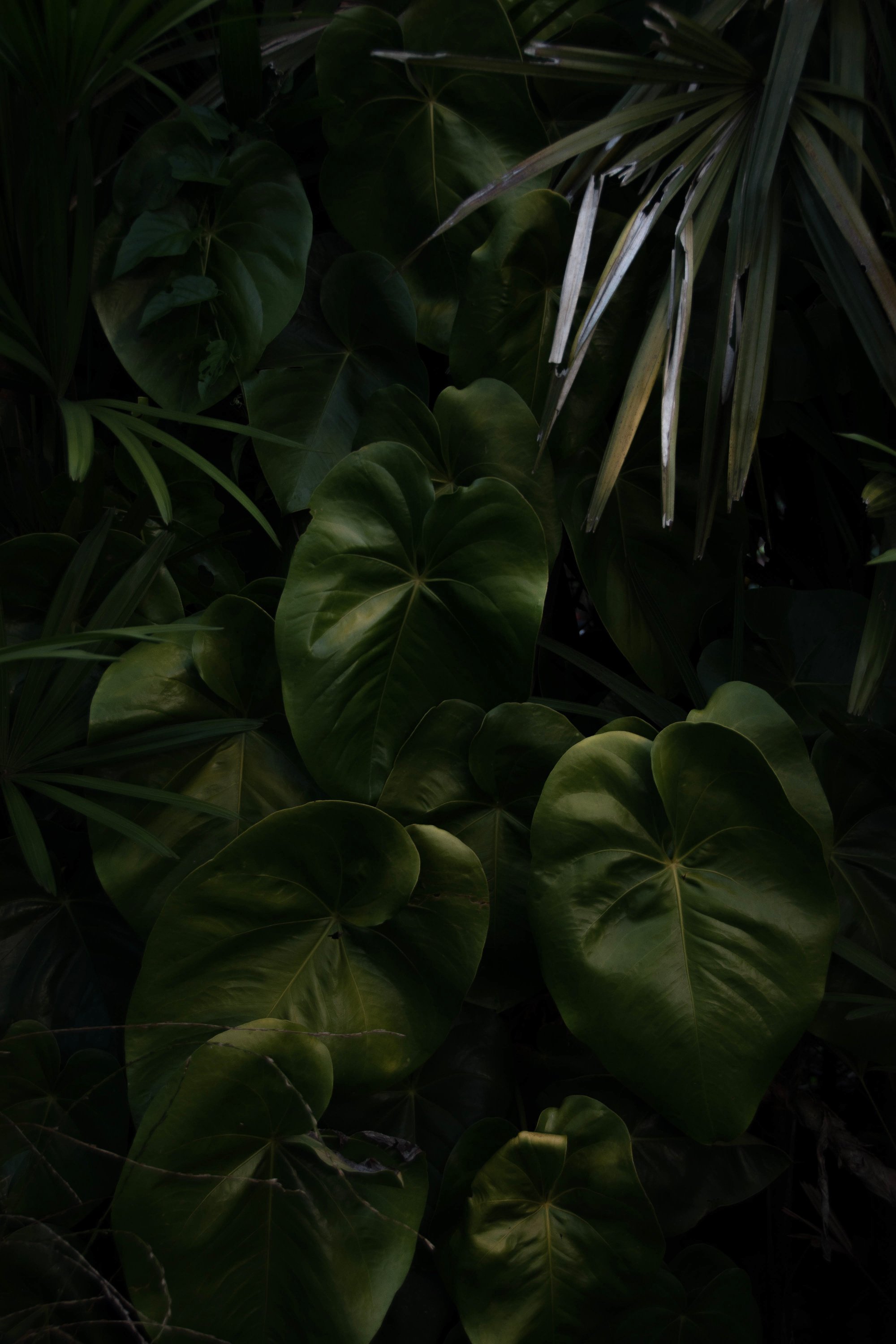 Green Leafed Plant