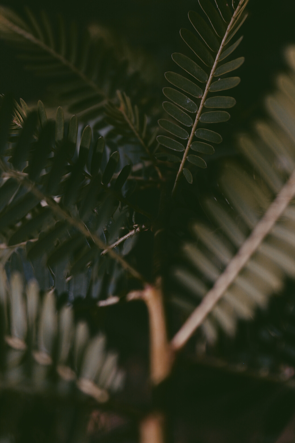Green Plant