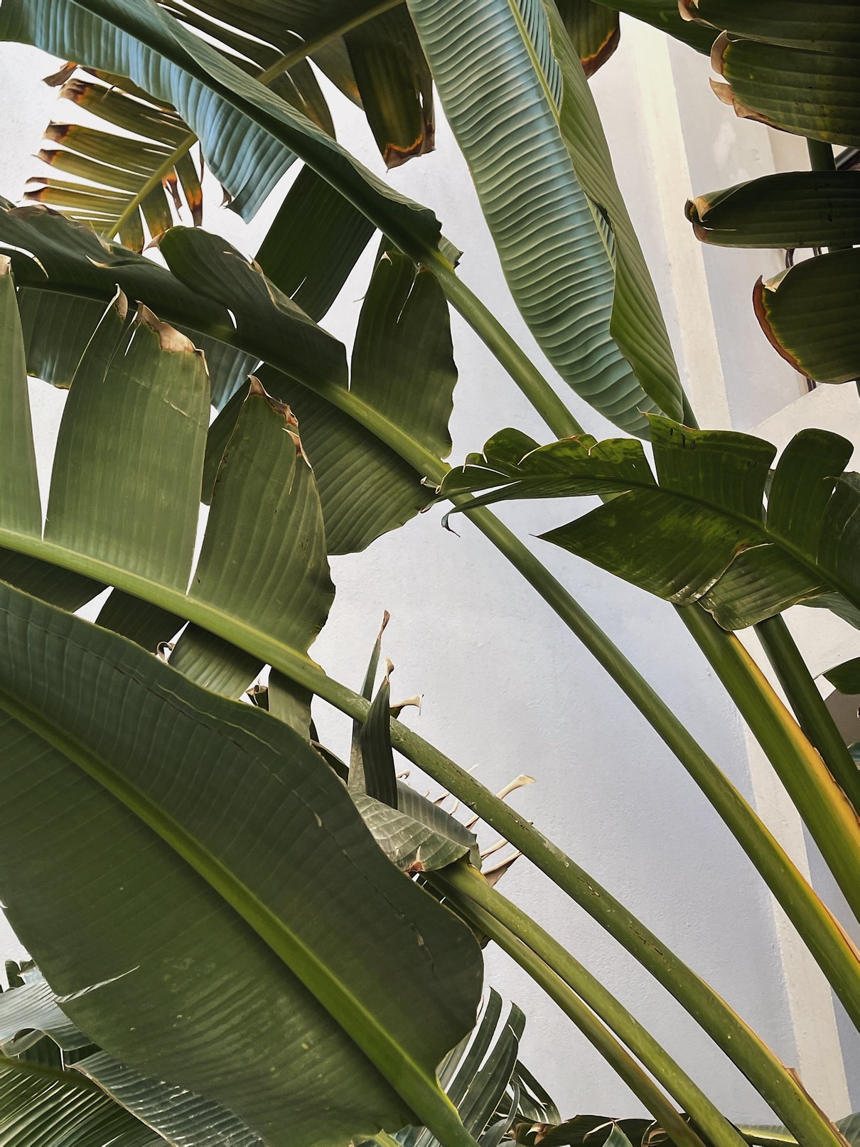 Close-up of Palm Leaves